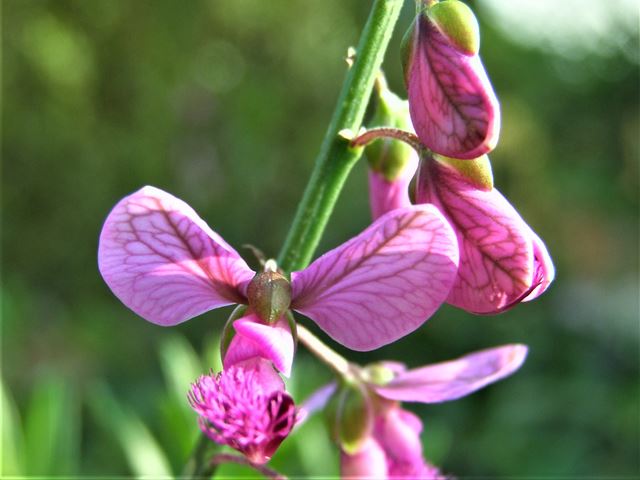 Polygala virgata Purple Broom flowers