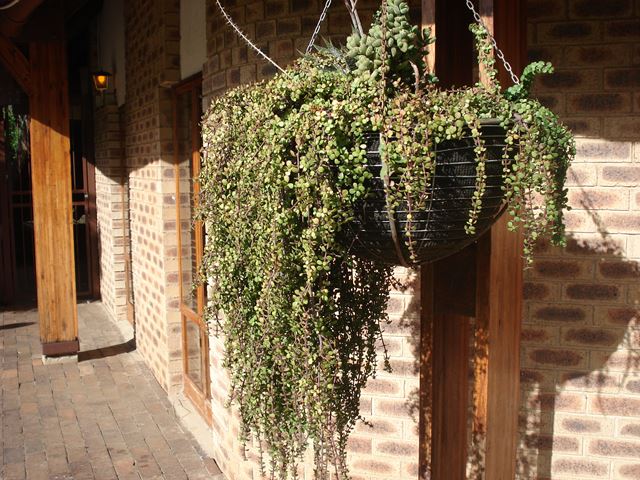 Portulacaria affra prostrata hanging basket