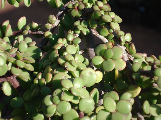 Portulacaria affra prostrata leaves 2