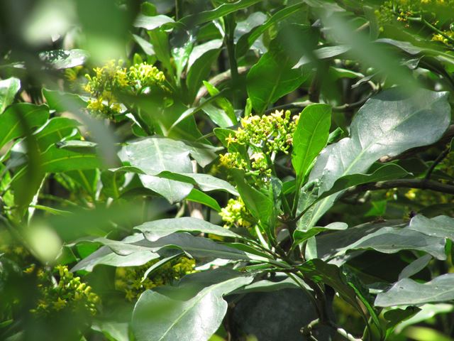 Psychotria capensis flowers leaves 2