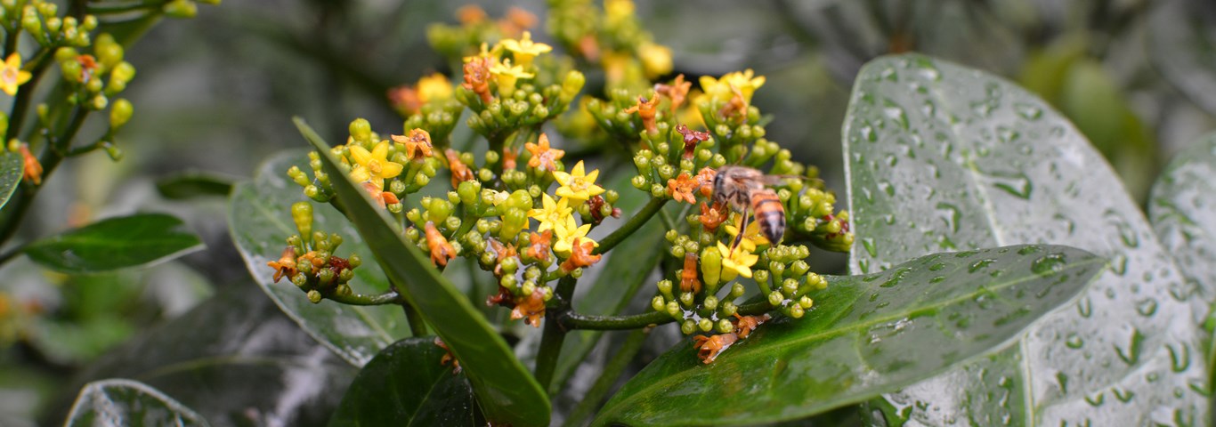 Psychotria capensis