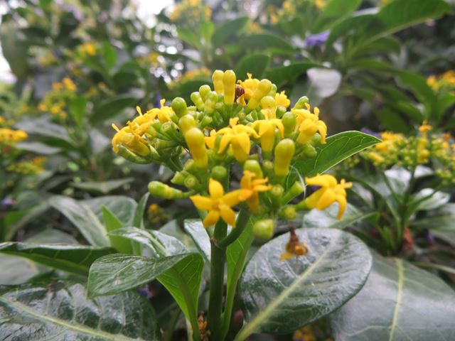 Psychotria capensis flowers