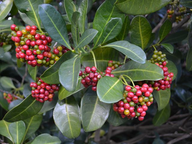 Psychotria capensis indigenous shrubs with fruit for birds