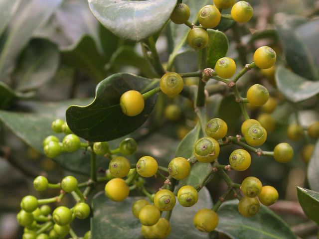 Psychotria capensis semi shade fruit shrub indigenous