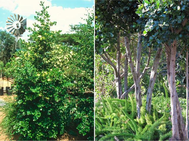 Psydrax obovata Quar indigenous evergreen tree suitable for pruning