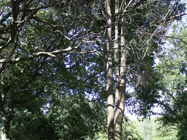 Ptaeroxylon obliquum tall in Arboretum Walter Sisulu Botanical Garden