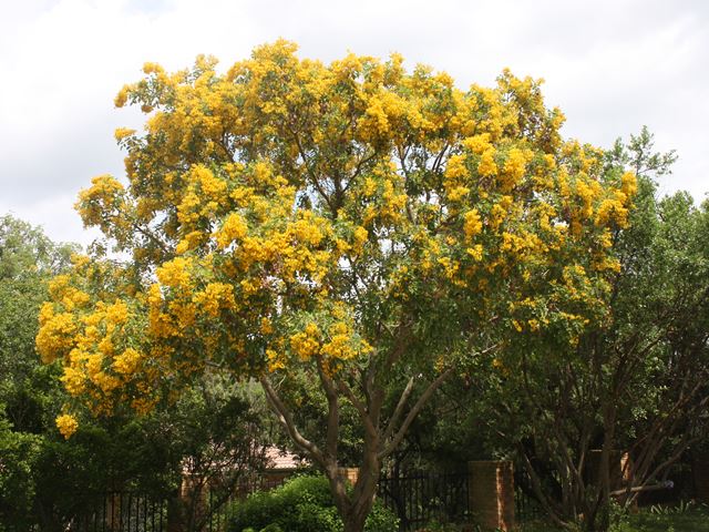 Pterocarpus rotundifolius Walter Sisulu Botanical Gardens