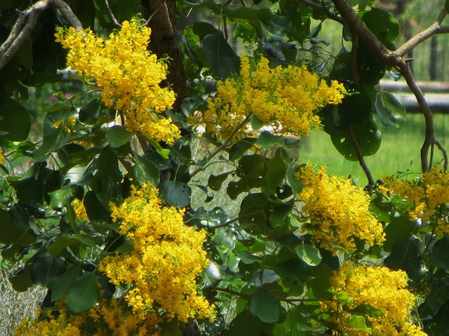 Pterocarpus rotundifolius flower sprays