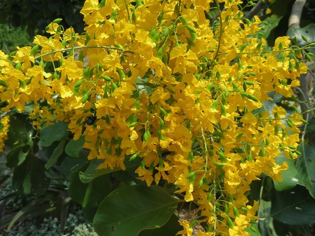 Pterocarpus rotundifolius spray of flowers