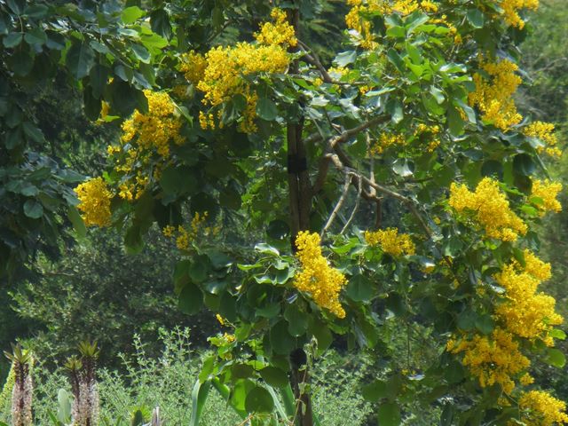 Pterocarpus rotundifolius young tree in flower at Random Harvest Nursery