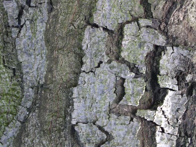 Rapanea melanophloes bark