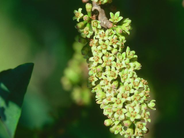 Rapanea melanophloes flowers