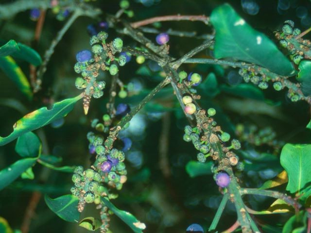 Rapanea melanophloes fruit