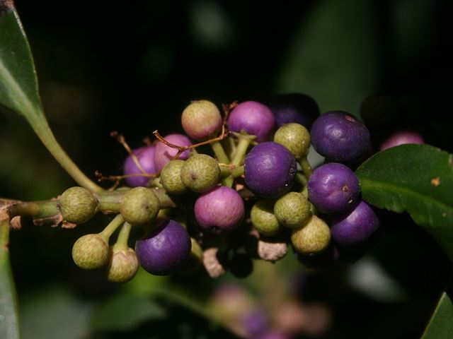 Rapanea melanophloeos fruit