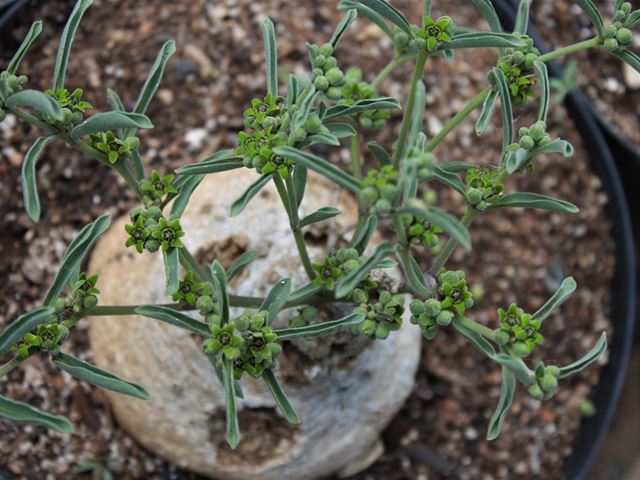 Raphionachme velutina rare and unusual indigenous container plant