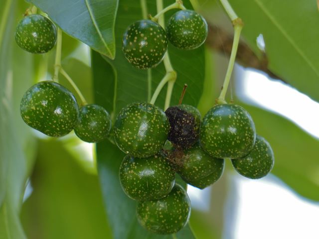 Rauvolfia caffra Quinine Tree