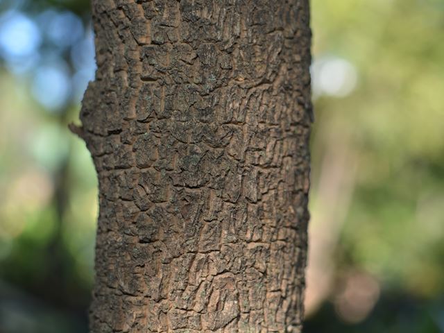 Rauvolfia caffra bark