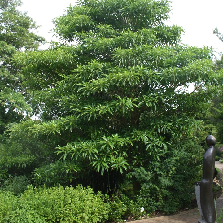 Rauvolfia caffra Quinine Tree Kinaboom Monadi Muņadzi UmHlambamanzi