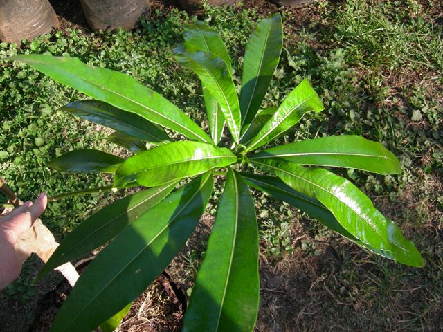 Rauvolfia caffra leaf 1