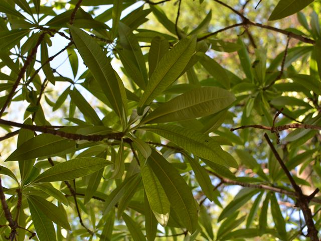 Rauvolfia caffra underside of leaves