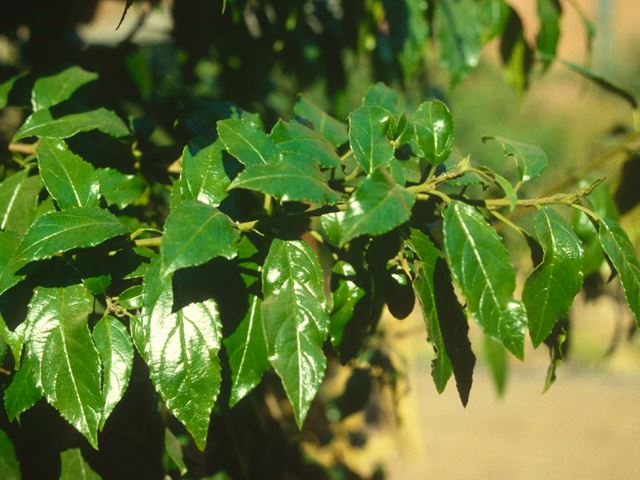 Rhamnus prinoides fruit leaves