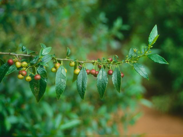 Rhamnus prinoides leaves fruit