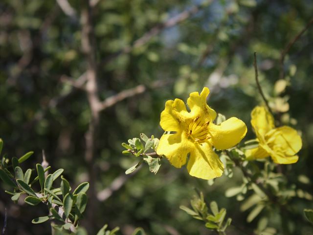 Rhigozum obovatum Yellow Pomegranate flowers attract bees