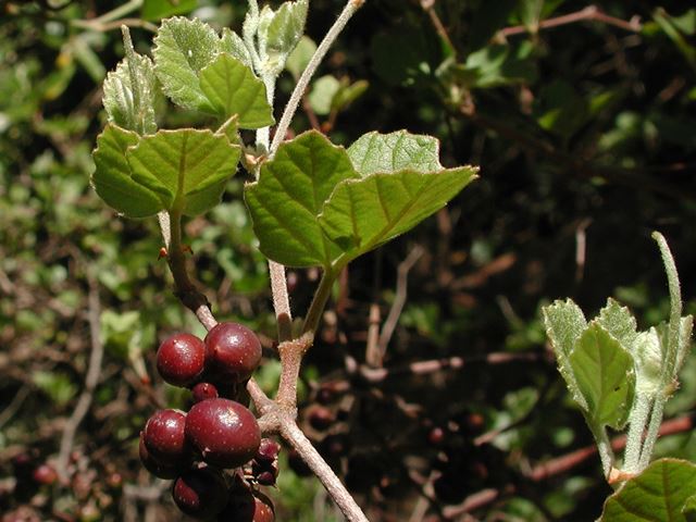 Rhoicissus tridentata fruit leaves