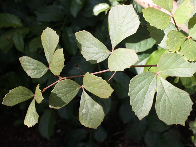 Rhoicissus tridentata leaf shape