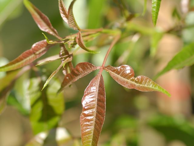 Rhus chirendensis new leaves