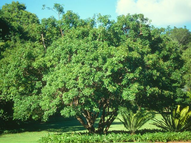 Rhus chirendensis tree shape