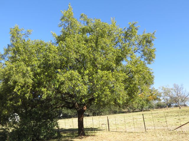 Rhus lancea tree at Random Harvest Nursery