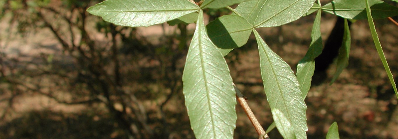 Searsia leptodictya