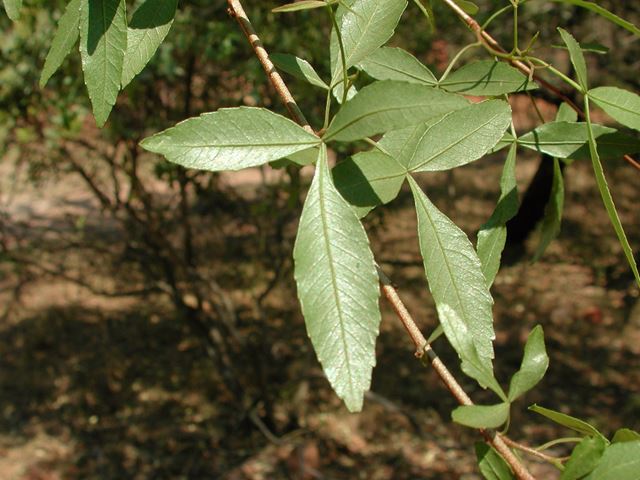 Rhus leptodictya leaf