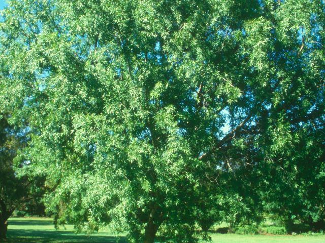 Rhus pendulina tree for lawn area