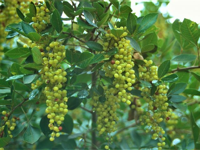 Rhus pyroides fruit for birds