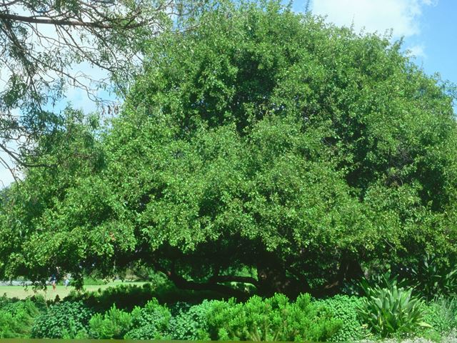 Rhus pyroides large shade tree