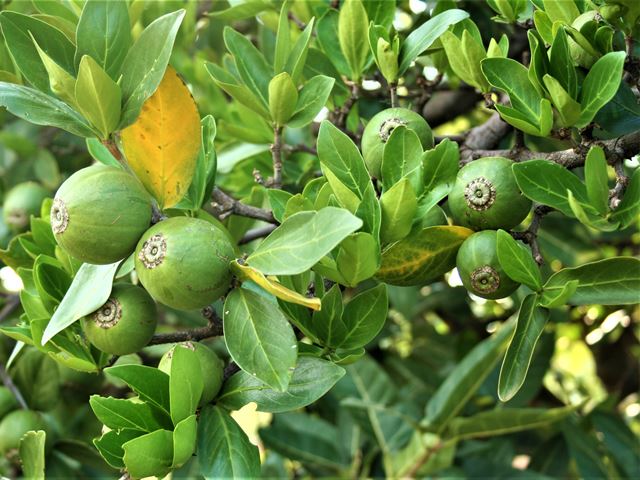Rothmannia capensis unripe fruit