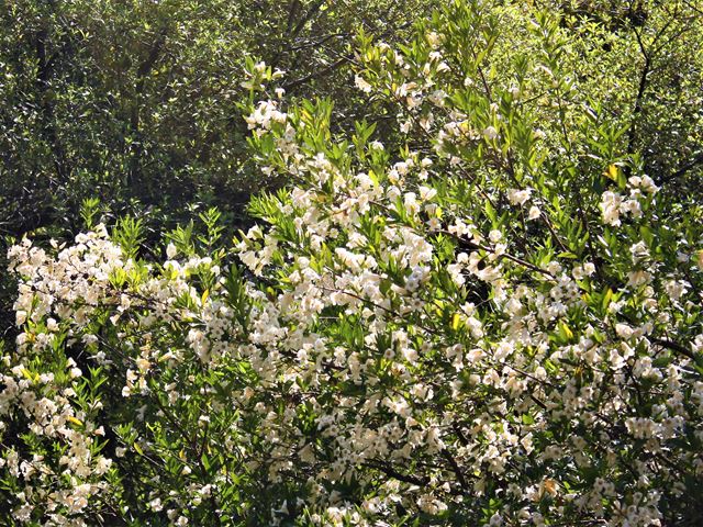 Rothmannia globosa decorative trees for small gardens