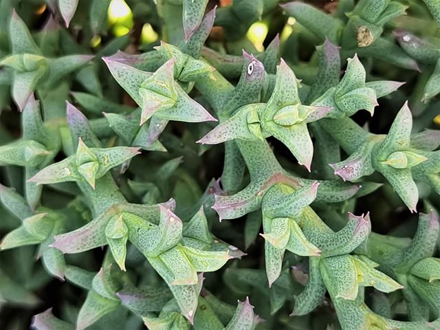 Ruschia hamata grey indigenous succulent with small warty leaves