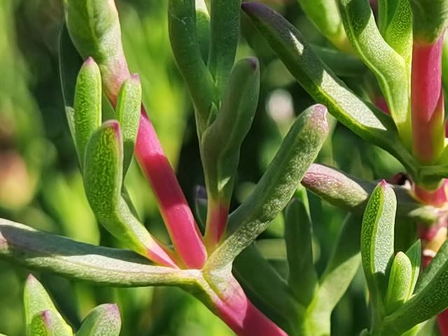 Ruschia macowanii Beach Tenfig hardy succulent for sunny gardens