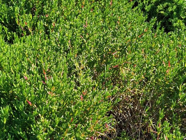 Ruschia macowanii easy care plants for retaining walls and rock gardens