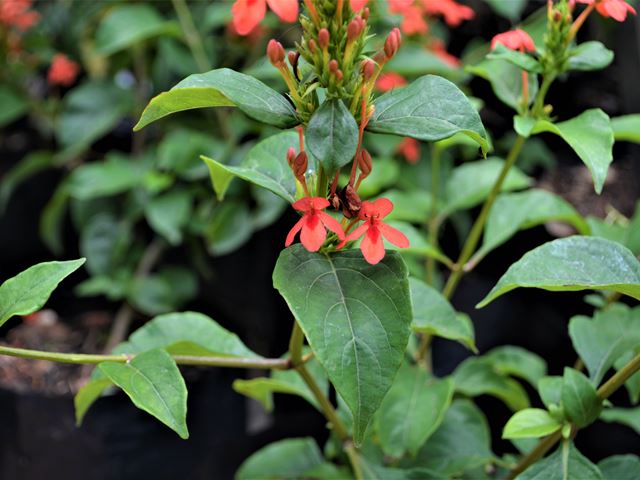 Ruspolia hypocrateriformis evergreen flowering shrub
