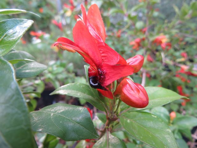Ruttya fruticosa flower