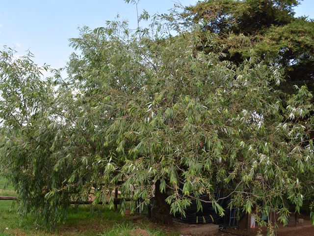 Salix mucronata Cape Willow Random Harvest Nursery