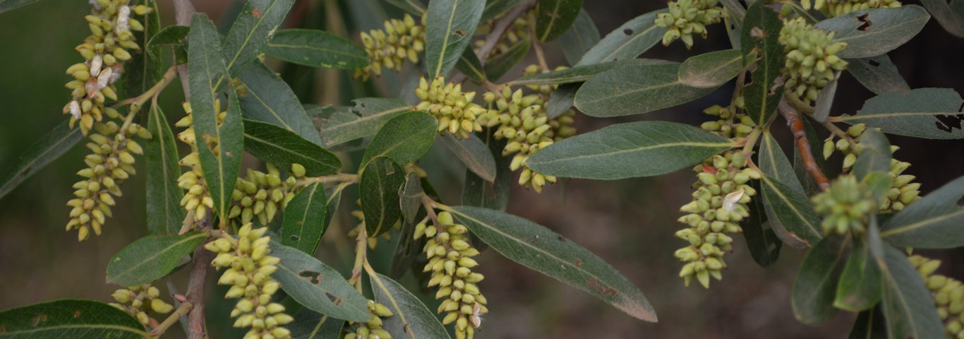 Salix mucronata woodii