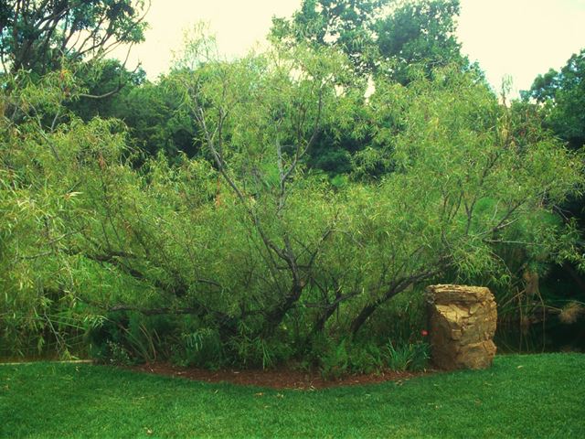 Salix mucronata subs wooddii