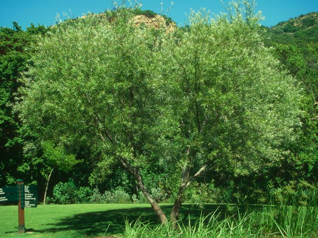 Salix mucronata tree