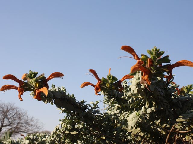 Salvia africana lutea flowers with nectar