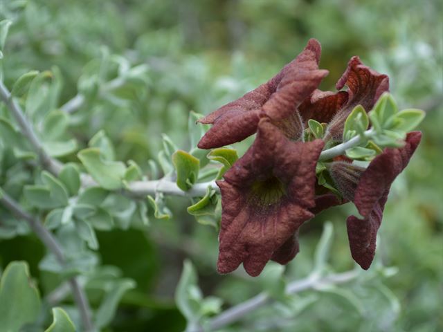Salvia africana lutea persistent calyx